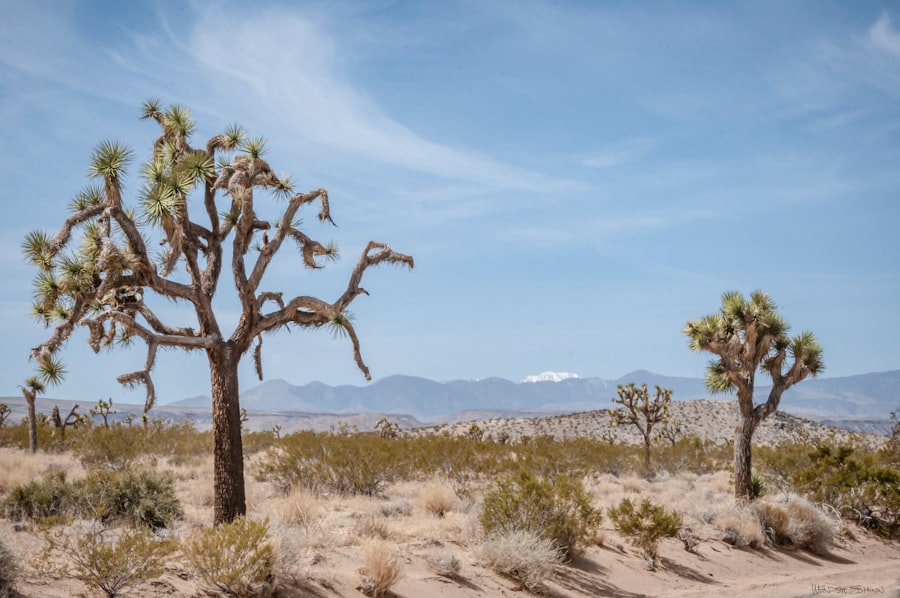 unexplained phenomena Nevada desert