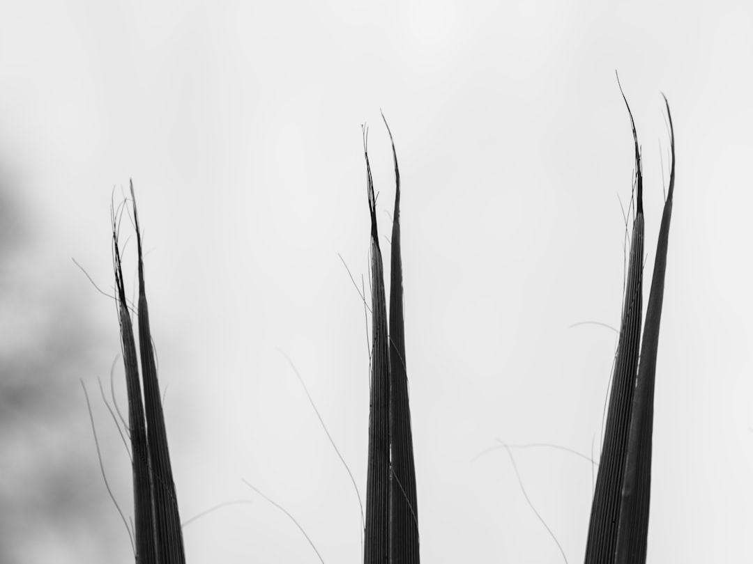 Photo magnetic pole shift