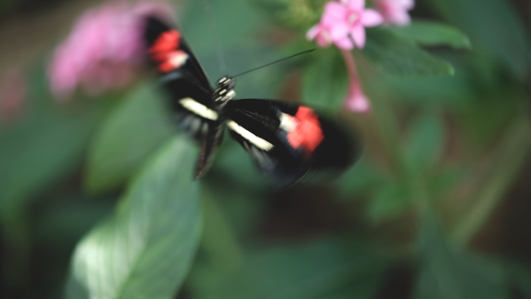 Photo great red spot