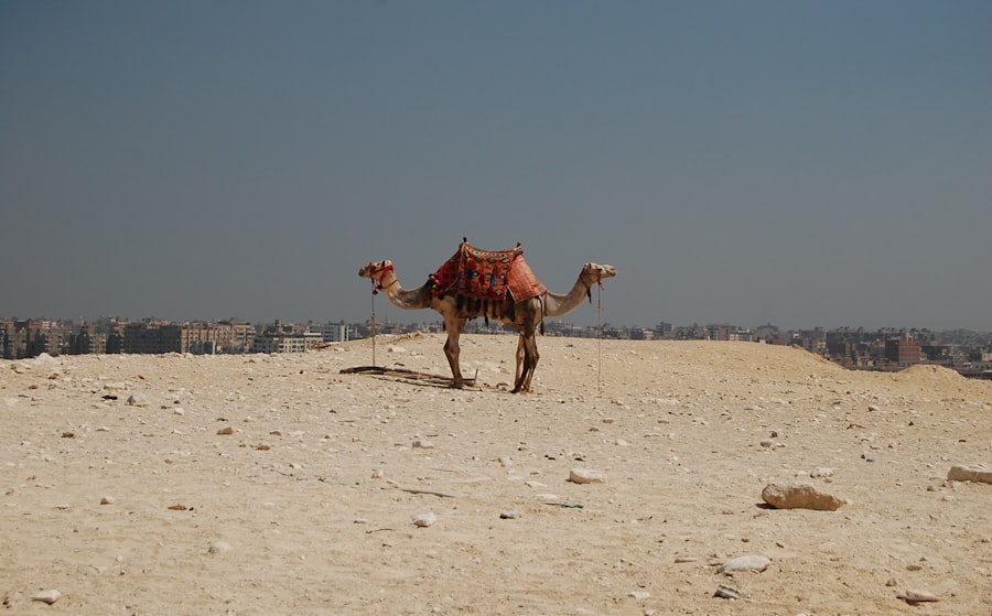 giza plateau