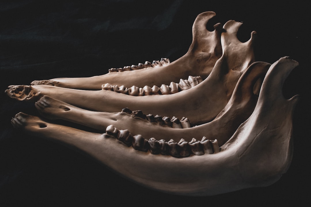 Photo skulls