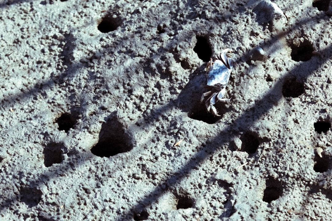 Photo nasa cover-up apollo eleven landing