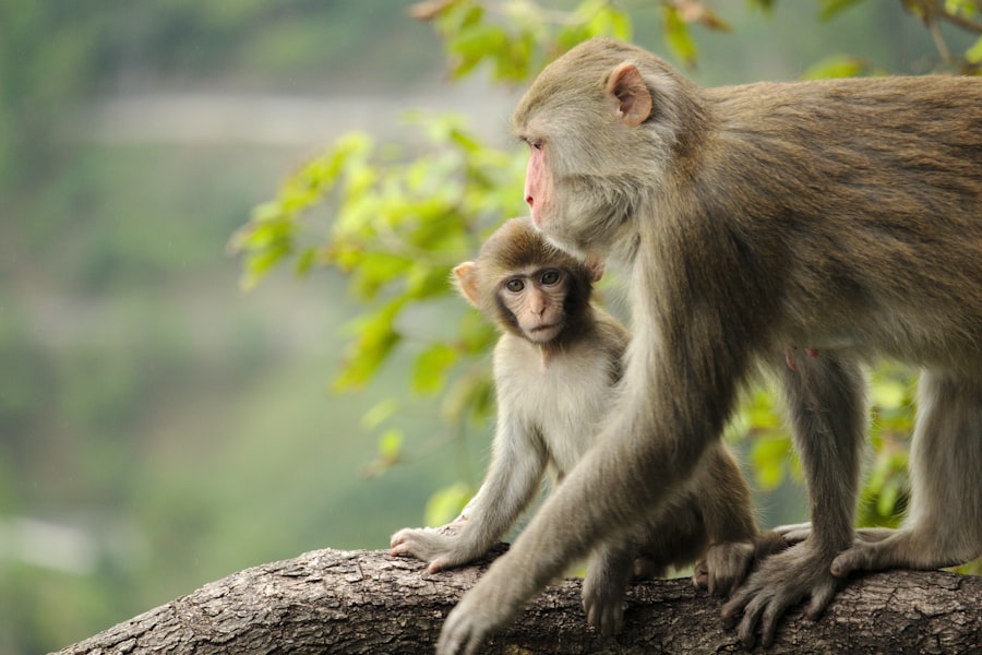 Photo evolutionary merge hypothesis