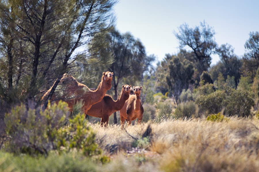 Photo remote viewing