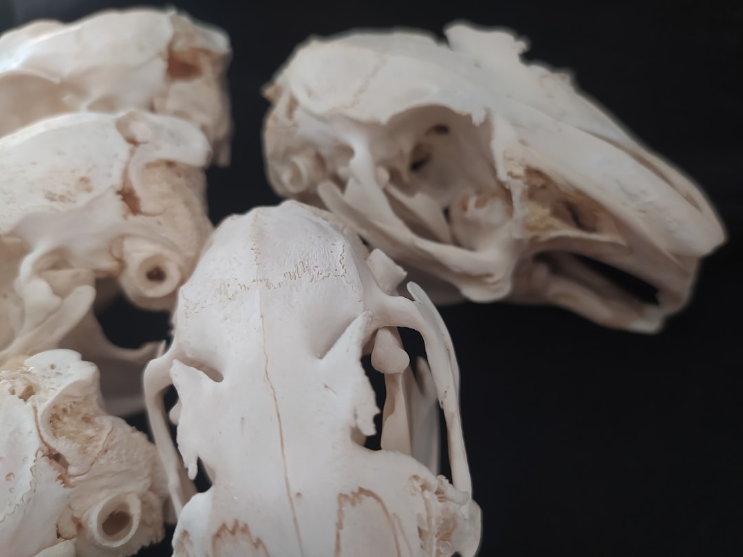 Photo elongated skulls