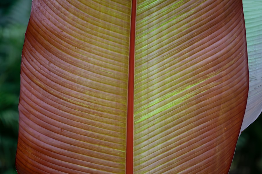 Copper daylight aurora curtain sky