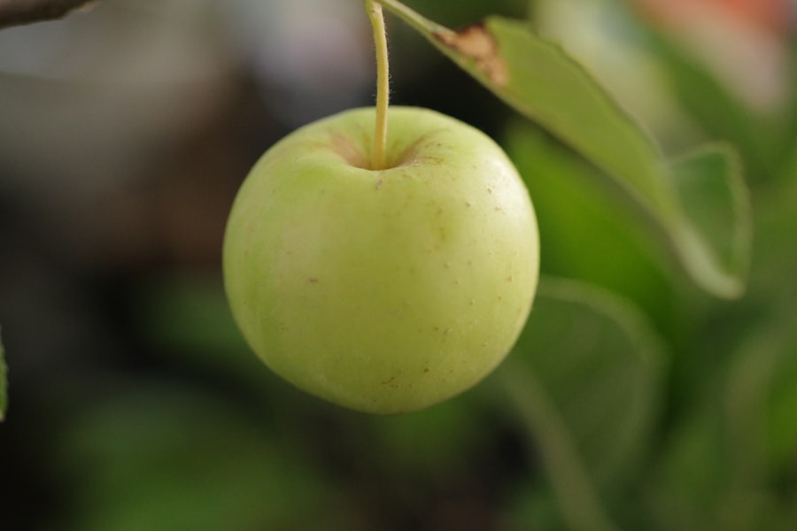 pear lab