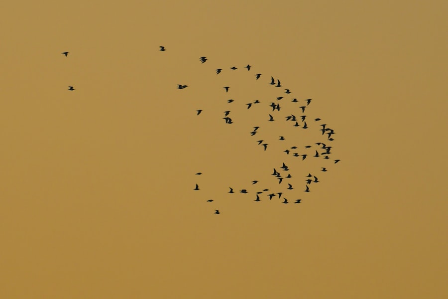 Photo Dyson swarm