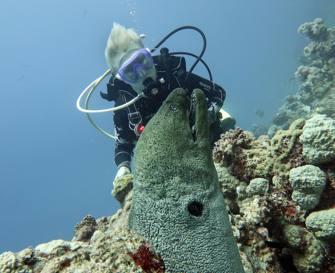 Photo underwater craft detection system
