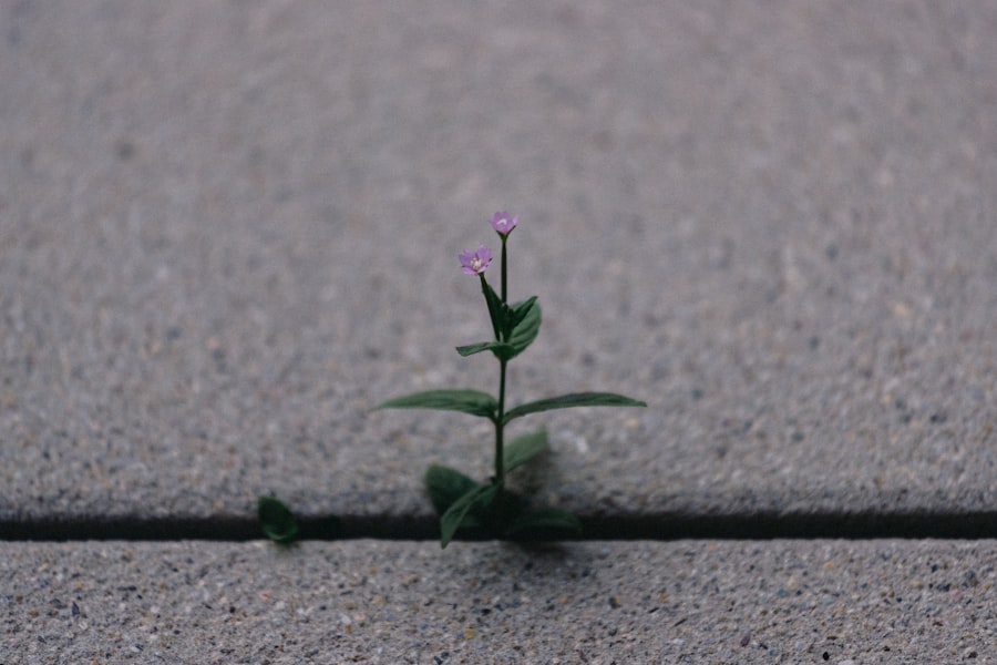 Photo resilience