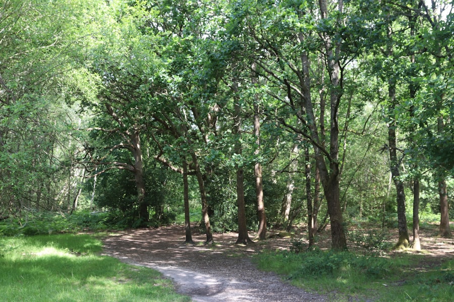 Photo Rendlesham Forest