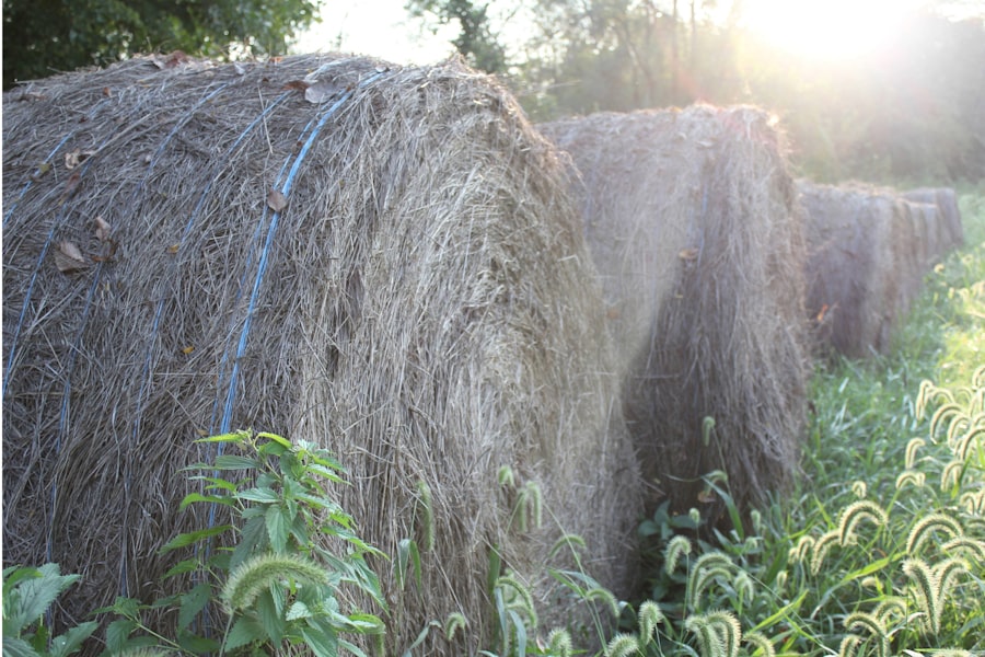 Photo UAPs harvest water