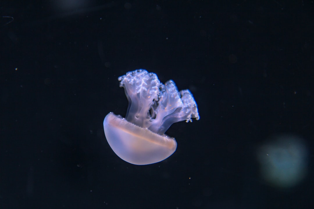 Photo oceanus procellarum gravity anomaly