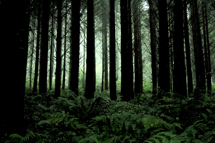 dark forest theory