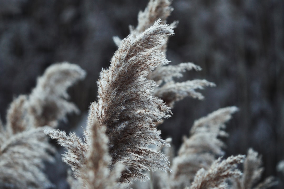 Photo triton nitrogen frost cycles