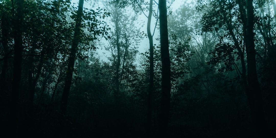 Photo dark forest theory