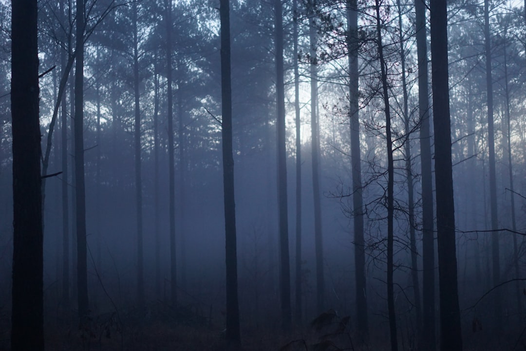 Photo Dark Forest Theory
