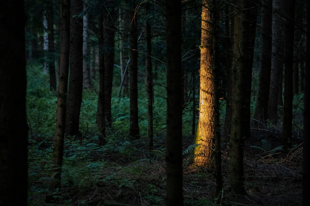 Photo dark forest theory