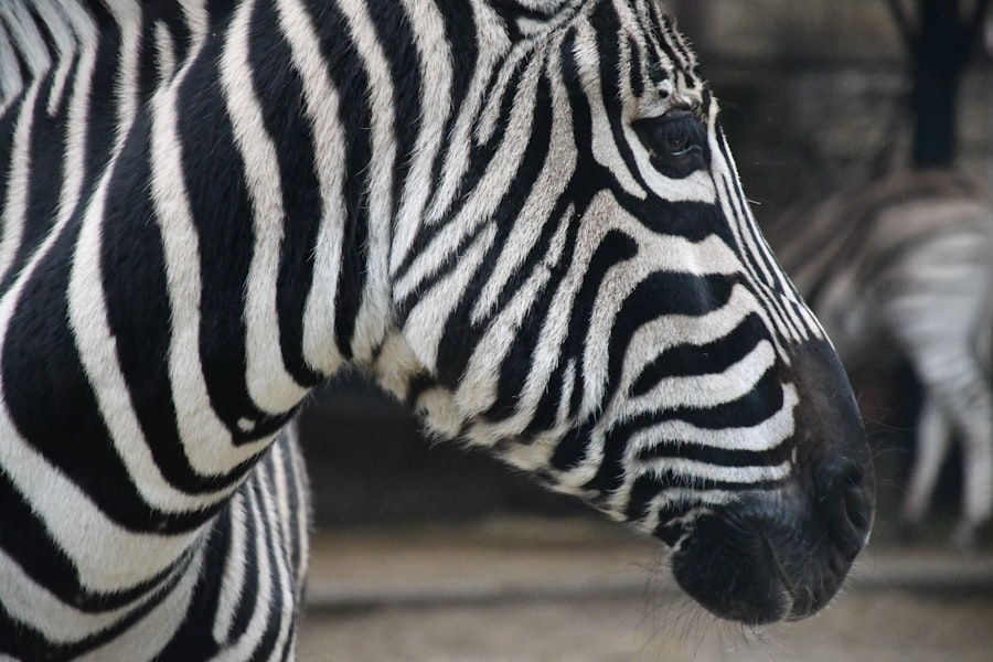 Photo pattern recognition