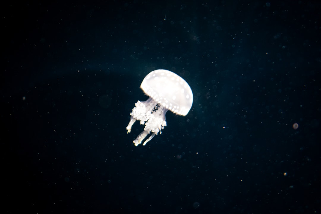 Photo underwater UFO sightings Navy