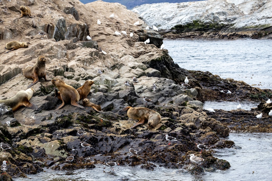 Photo remote viewing