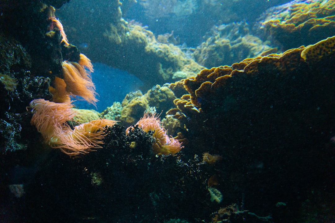 Photo underwater blasts