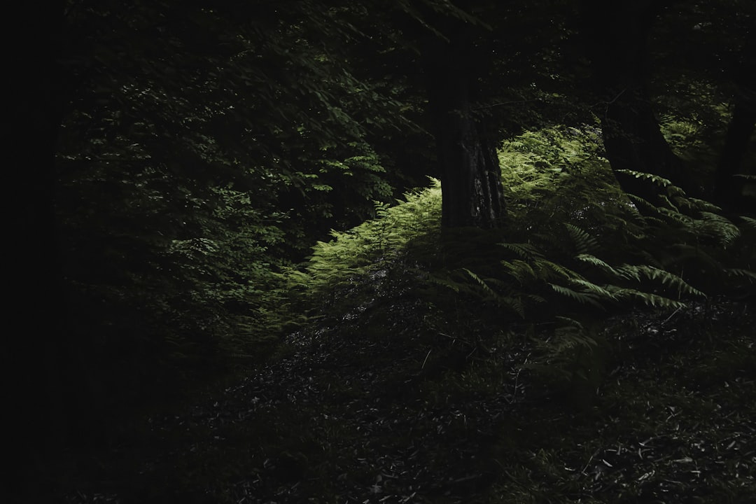 Photo dark forest theory