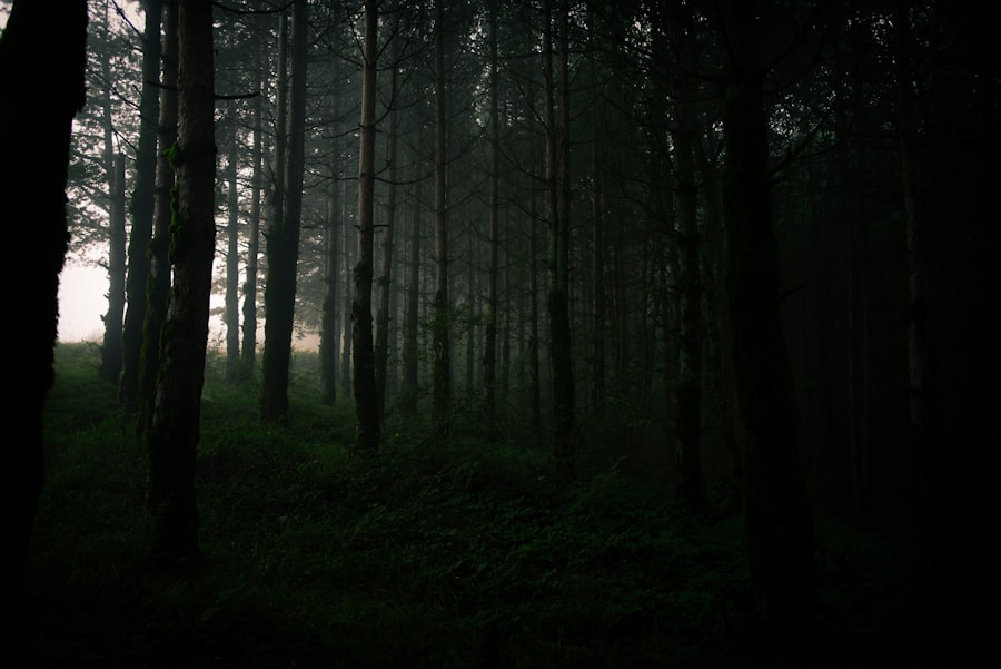 Photo dark forest theory
