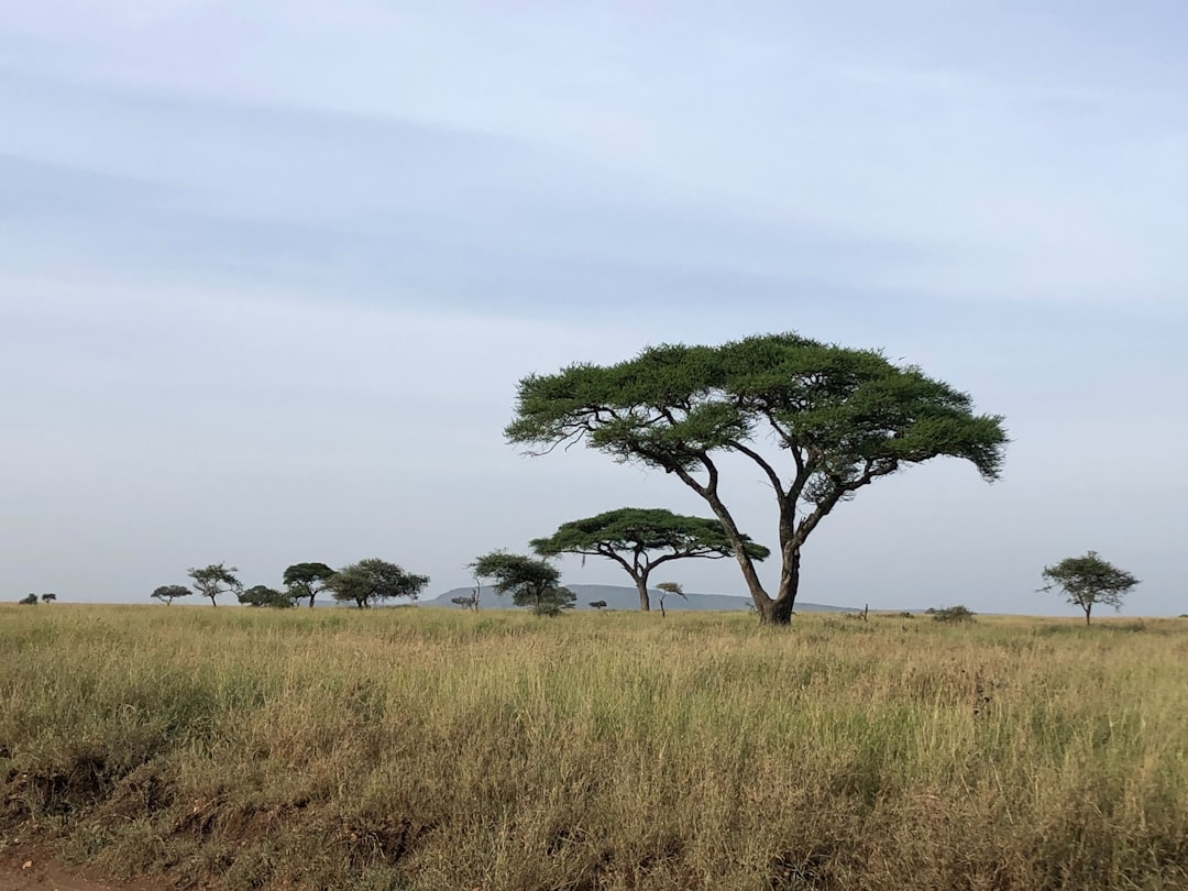 Photo remote viewing