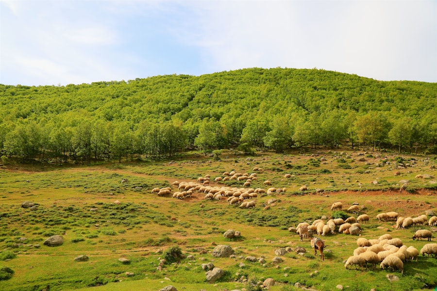 Anatolian Neolithic genetic clusters