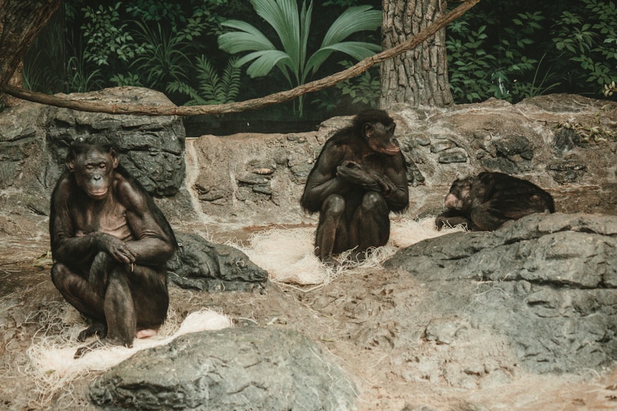 Evolution theories