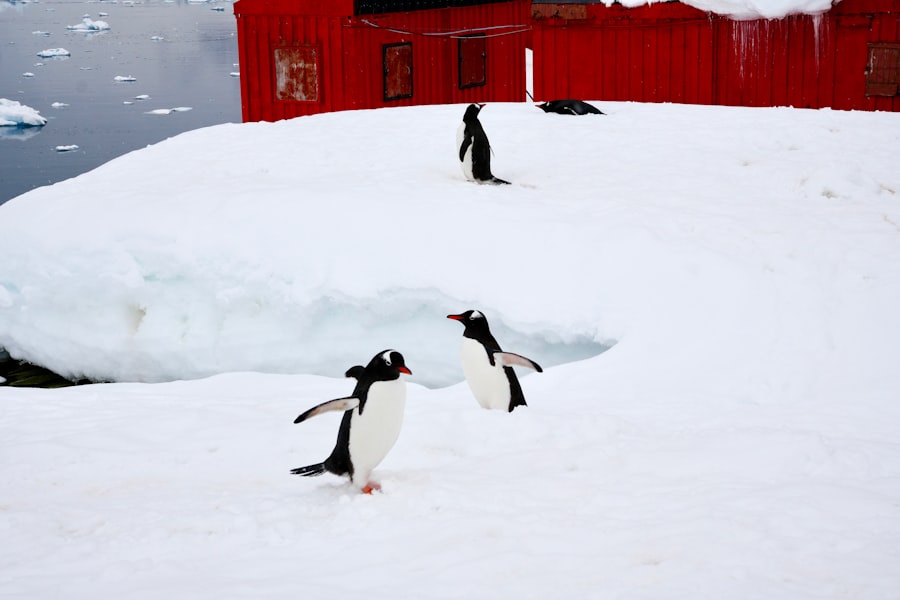 Antarctica signal countdown