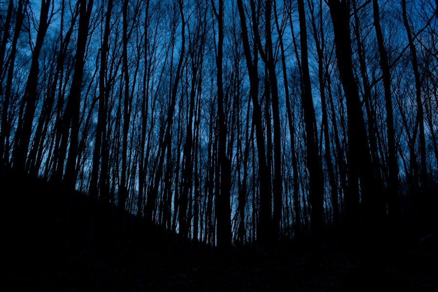 Photo dark forest theory