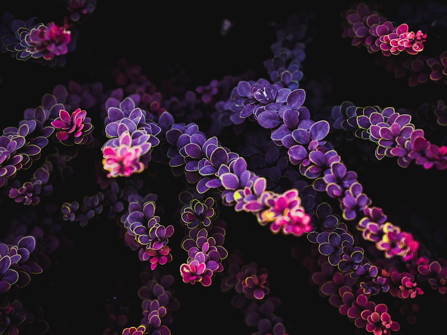 Photo genomic clusters