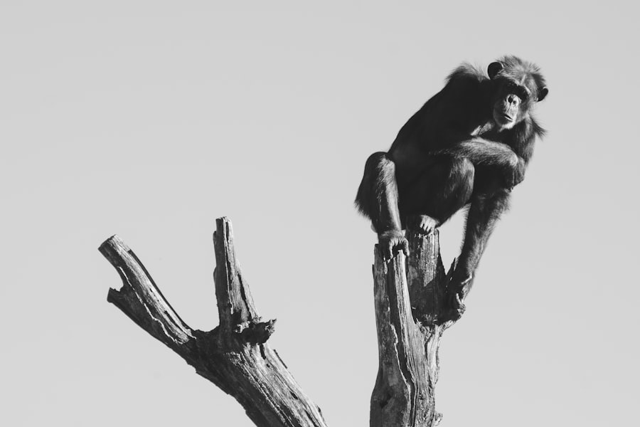 Photo Evolution theories
