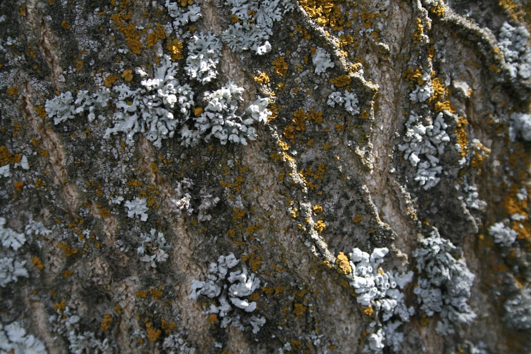 Photo Metalliferous flecks