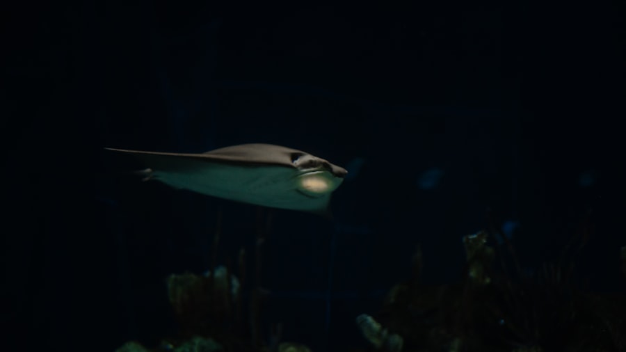 Photo UFO retrieval operation