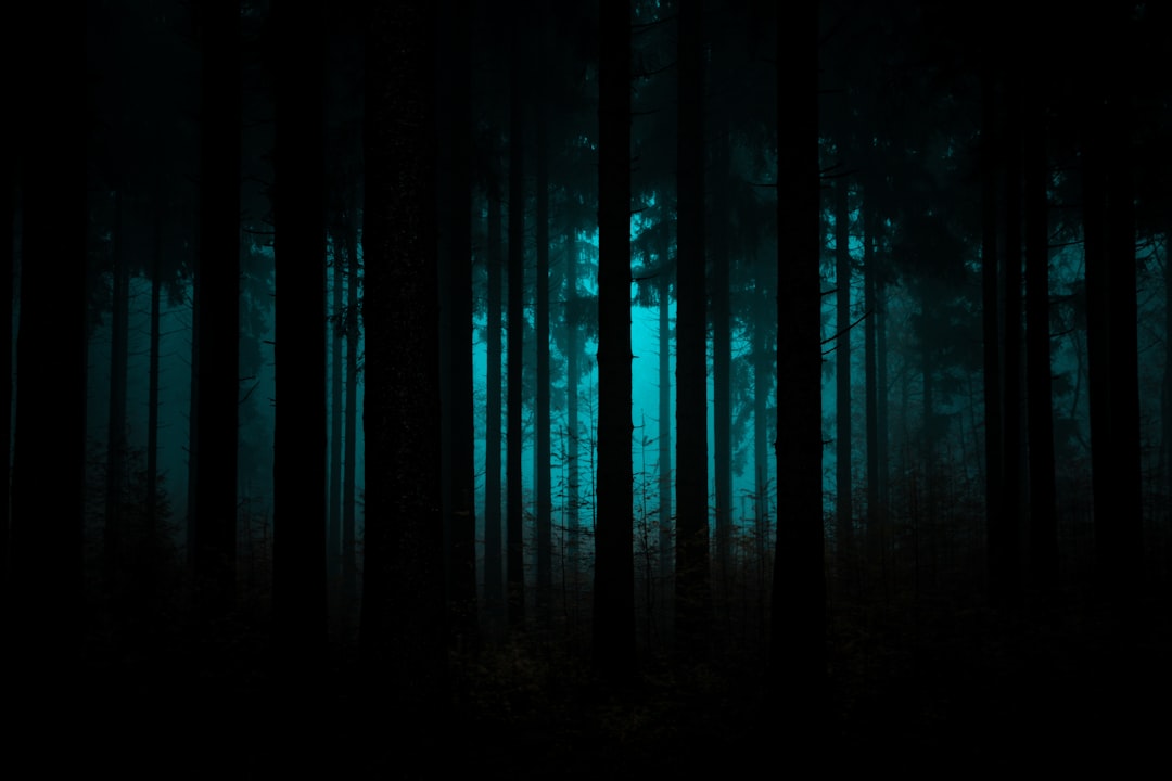 Photo dark forest theory