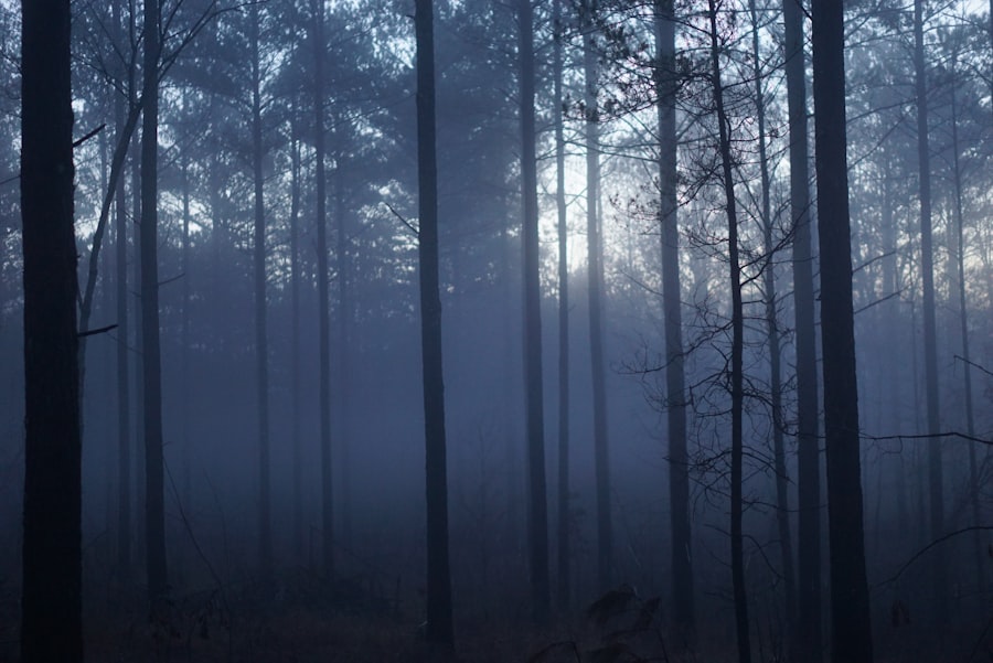 Photo dark forest theory
