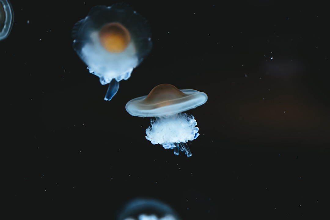 Photo alien satellite