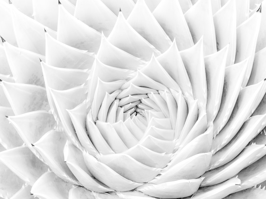 fibonacci ratio