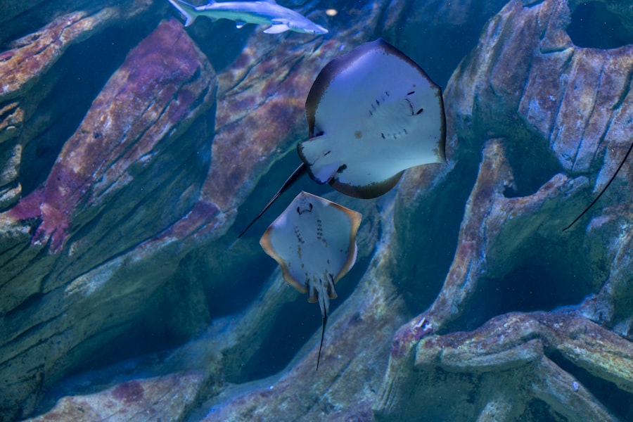 underwater UFO network node hypothesis