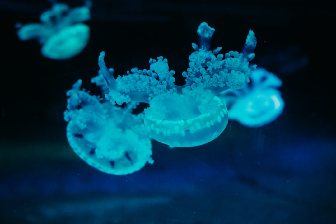 Photo deep sea gels