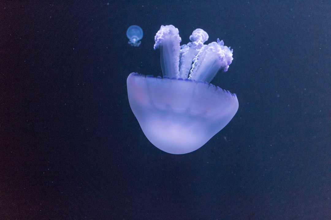 Photo underwater UFO