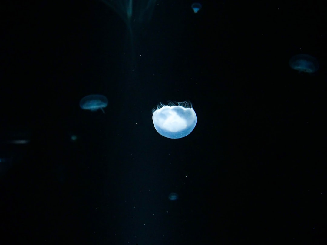 Photo ufo encounter