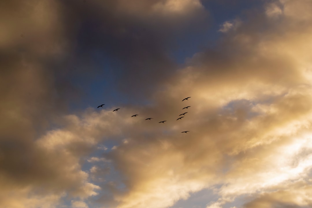 Photo avian fatalities
