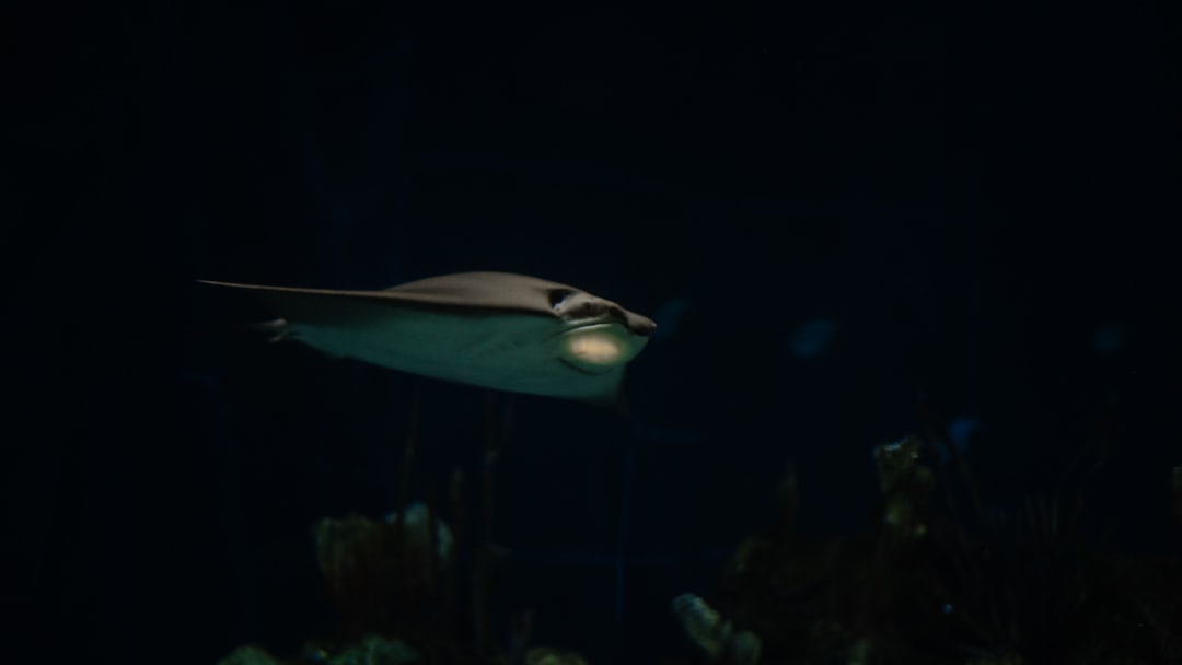 Photo underwater UFO network node hypothesis