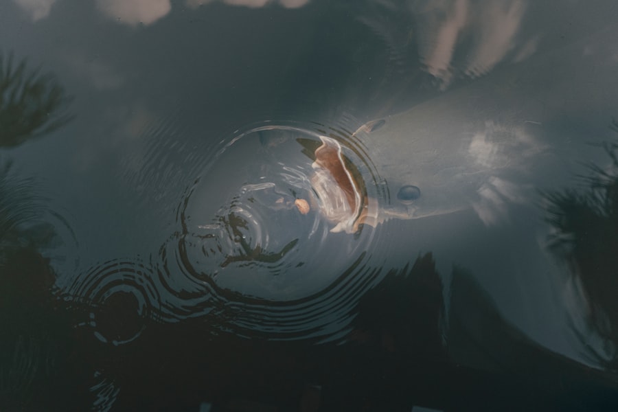 Photo peru ufo reports