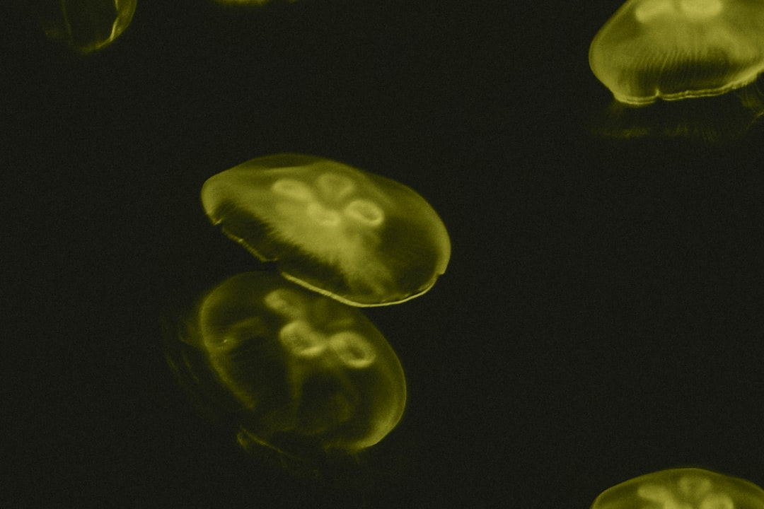 Photo mitochondrial tools