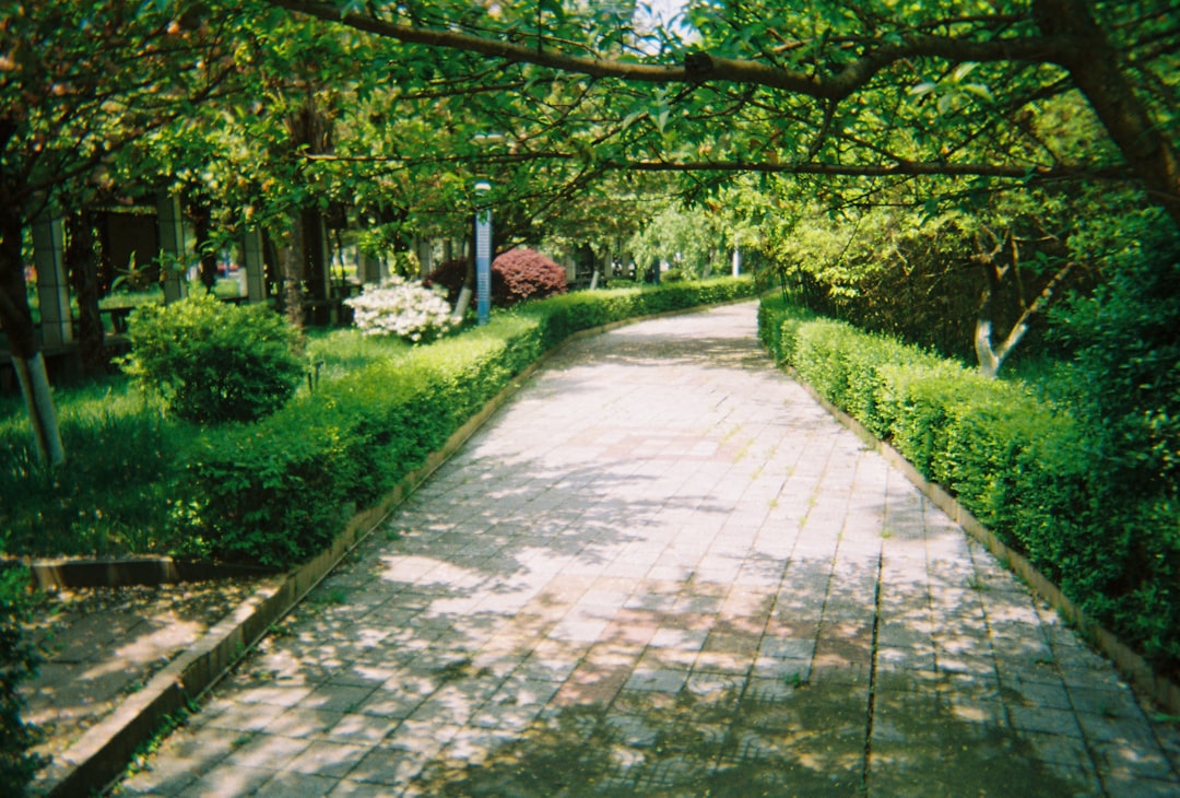 Photo analog paths